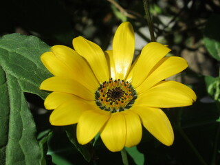 Zbliżenie na jasnożółte kwiaty rośliny z gatunku Arctotis  © Kumulugma