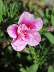 Zbliżenie na jaskrawe kwiaty Calibrachoa