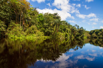 Scenic Views of the Negro River: Discover the tranquil beauty and rich biodiversity of this Amazonian tributary, ideal for travel and environmental-themed projects, near Manaus, Brazil