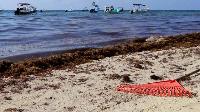 Pitchfork rake broom seaweed sargazo beach Playa del Carmen Mexico.