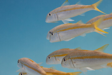 Mulloidichthys martinicus yellow goatfish school