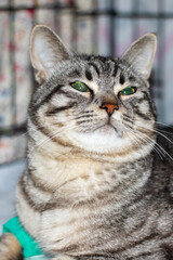 Sad gray cat with catheter on paw