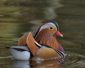 Drake Mandarin duck swimming on a pond.