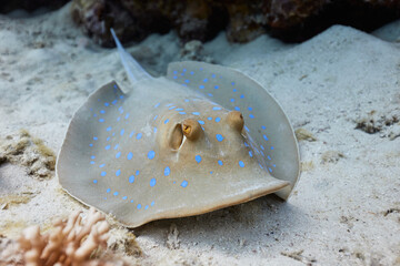 Taeniura lymma bluespotted ribbontail ray