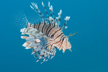 Pterois miles the devil firefish or common lionfish
