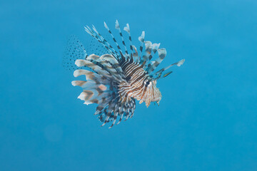 Pterois miles the devil firefish or common lionfish