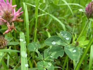 dew on a flower