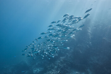 Rastrelliger kanagurta Longjawed Mackerel big mouth school