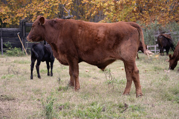 Obraz premium COW GRAZING 