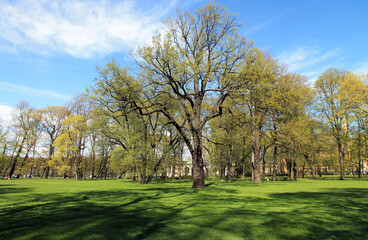 Spring trees in the park against the blue sky.