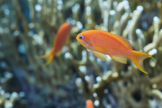 Pseudanthias squamipinnis Goldie, sea goldie, jewel fairy basslet