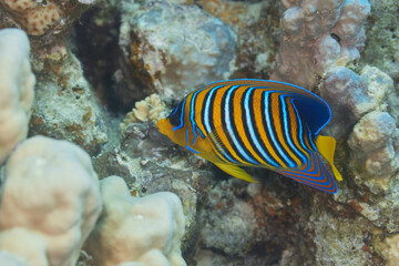 Pygoplites diacanthus royal angelfish or regal angelfish