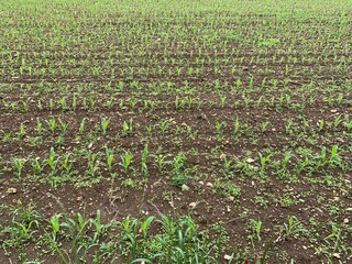 corn field in spring