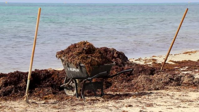 Wheelbarrow and disgusting seaweed sargazo beach Playa del Carmen Mexico.