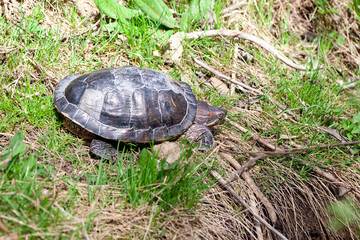 A turtle basking in the sun on green grass, representing wildlife in its natural environment.