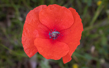 red poppy in a field