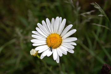 white daisy flower