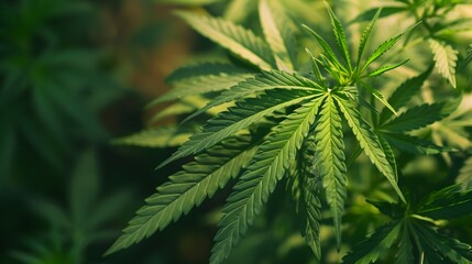 Fototapeta premium Closeup of Healthy Green Cannabis Leaves on Blurred Natural Background