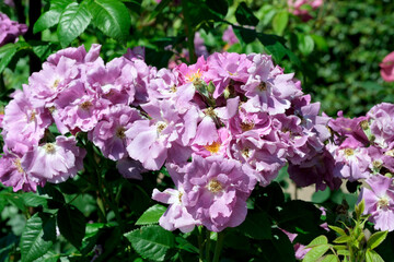 Fototapeta premium Lavender rose bush in bloom