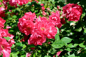 Pink rose bush in bloom