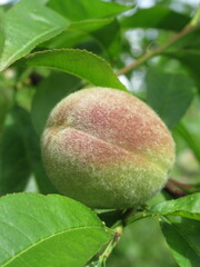 Zbliżenie na młody owoc brzoskwini