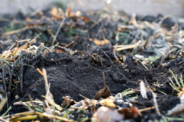 Nahaufnahme von Pflanzenkohle (Biochar) im Kompost / Konzept: Permakultur und Bodenverbesserung im Naturgarten