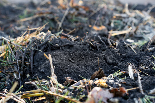 Nahaufnahme von Pflanzenkohle (Biochar) im Kompost / Konzept: Permakultur und Bodenverbesserung im Naturgarten
