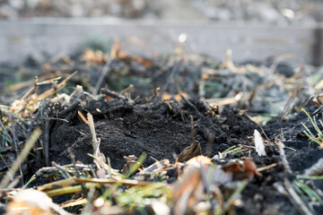 Nahaufnahme von Pflanzenkohle (Biochar) im Kompost / Konzept: Permakultur und Bodenverbesserung im Naturgarten