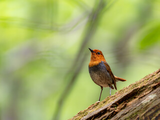 森の中で倒木の上に留まっているコマドリの雄