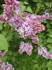 Syringa vulgaris