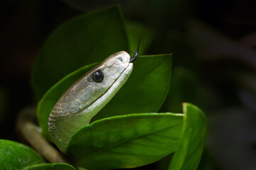 The black mamba (Dendroaspis polylepis), portrait in green with dark background. Portrait of a very poisonous African snake with its tongue sticking out.
