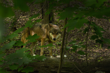 The gray wolf or gray wolf (Canis lupus) in a dense deciduous European forest.