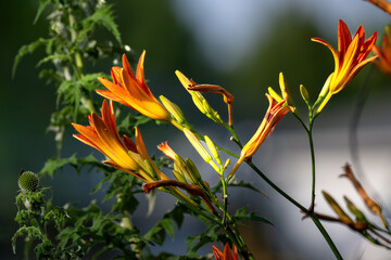 flower in the forest