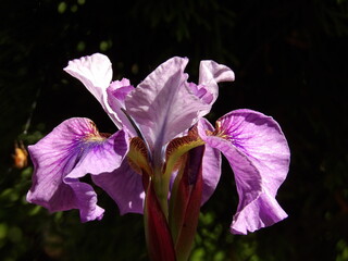 Fioletowe kwiaty irysa © Kumulugma