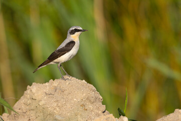 Białorzytka (Oenanthe oenanthe) © Grzegorz