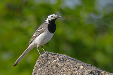 Pliszka siwa (Motacilla alba) © Grzegorz