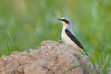 Białorzytka (Oenanthe oenanthe)