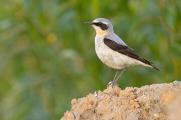 Białorzytka (Oenanthe oenanthe) © Grzegorz
