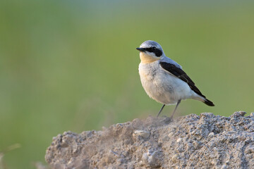 Białorzytka (Oenanthe oenanthe) © Grzegorz