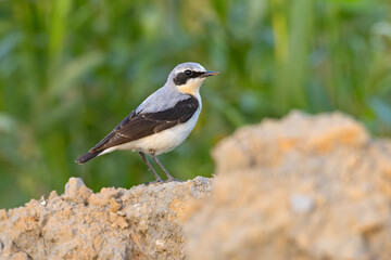 Białorzytka (Oenanthe oenanthe) © Grzegorz