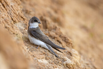 Brzegówka (Riparia riparia)