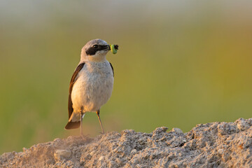 Białorzytka (Oenanthe oenanthe) © Grzegorz