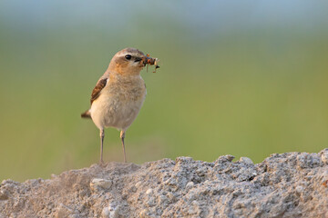 Białorzytka (Oenanthe oenanthe)