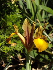 Zbliżenie na brązowe kwiaty irysa © Kumulugma