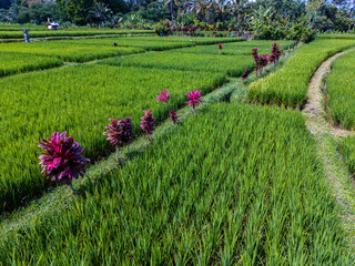Rice fields in Payangan district, Bali, Indonesia