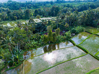 Rice fields in Payangan district, Bali, Indonesia