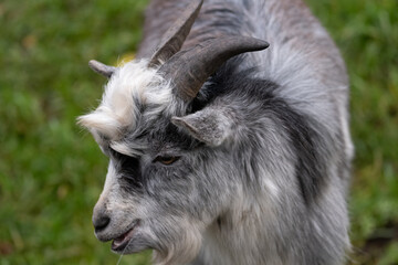 Young goat