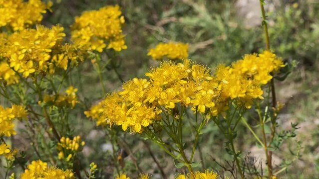 Flowers of a St. John's wort tea. Hypericum perforatum