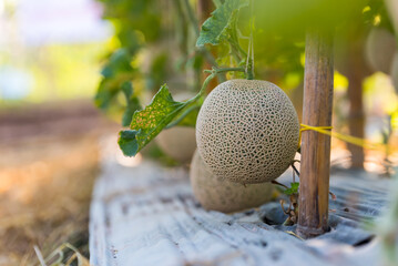 Green melon cantaloupe growing in organic melon greenhouse farm. Japanese melon in fruit garden.