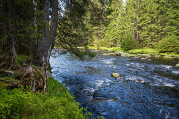 Vydra and its surroundings, beautiful river in National Park of the Czech Bohemian forests, Czech Republic.